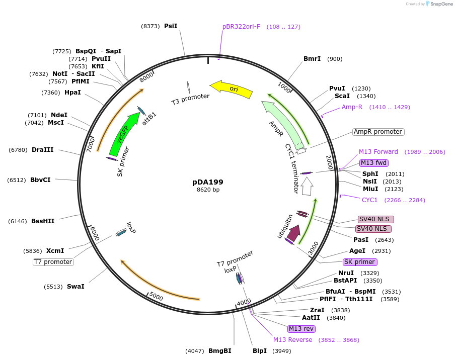 74275-plasmid-map-sequence-id-140102
