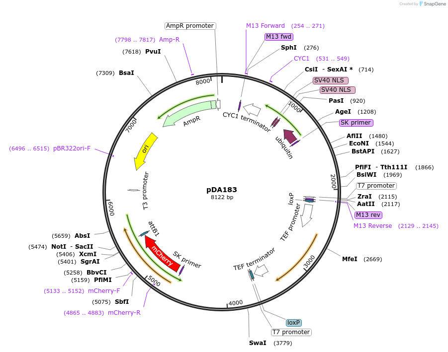 74247-plasmid-map-sequence-id-140103