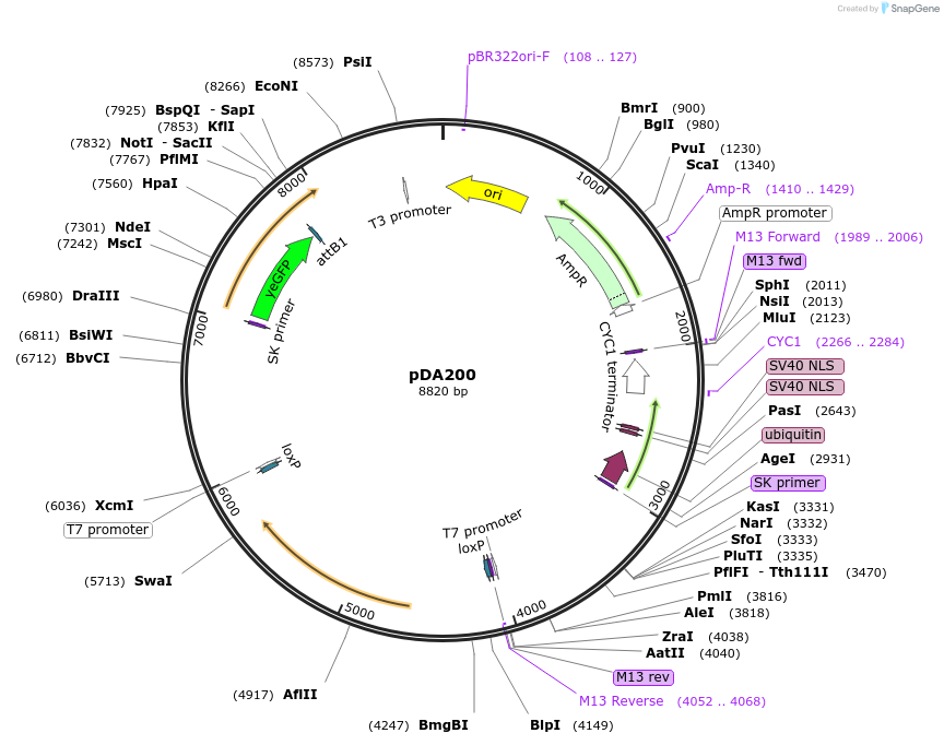 74248-plasmid-map-sequence-id-140104