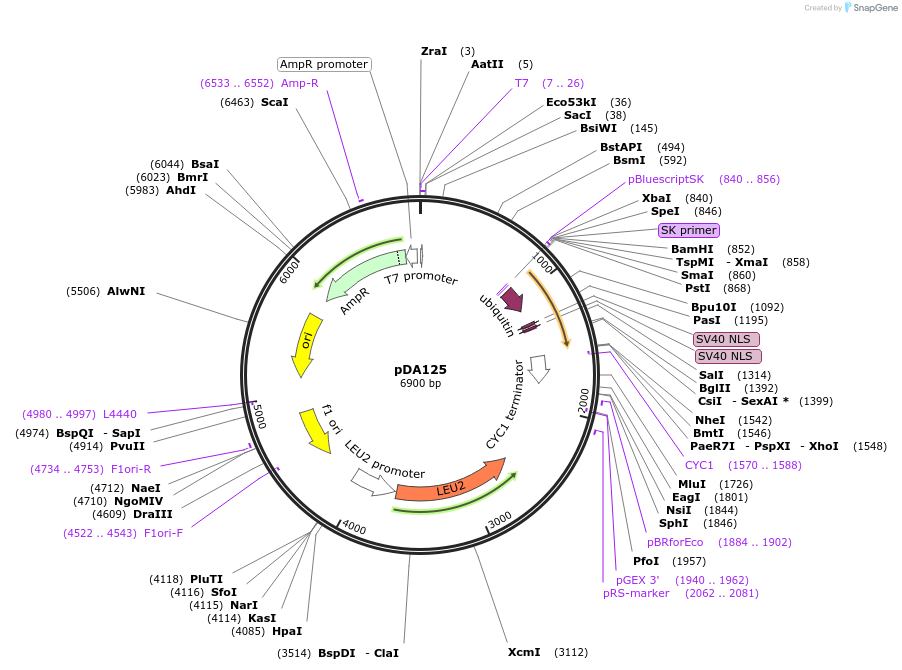 74249-plasmid-map-sequence-id-140105