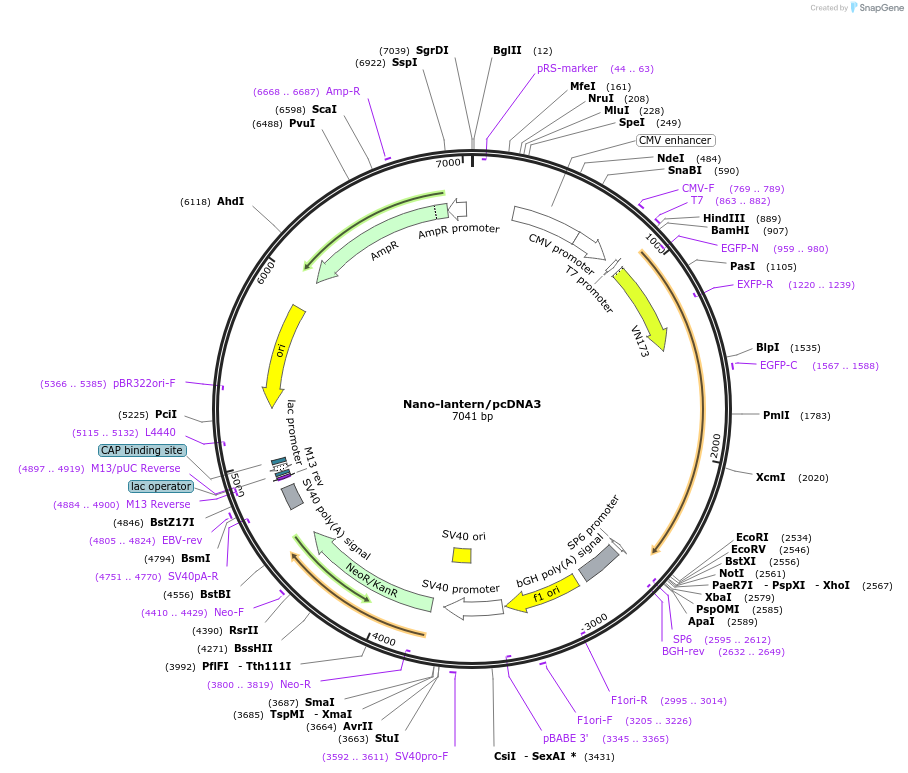 51970-plasmid-map-sequence-id-140111