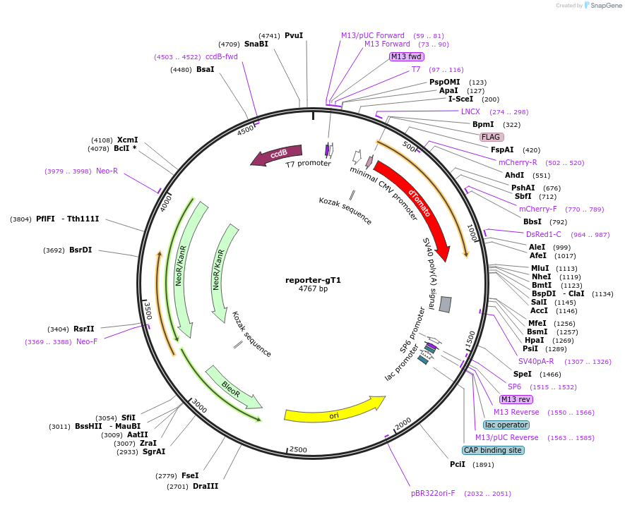 47320-plasmid-map-sequence-id-140114