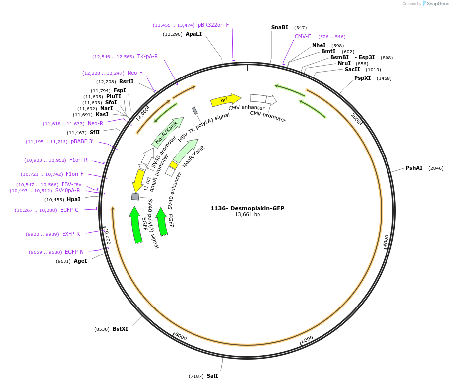 32227-plasmid-map-sequence-id-140115