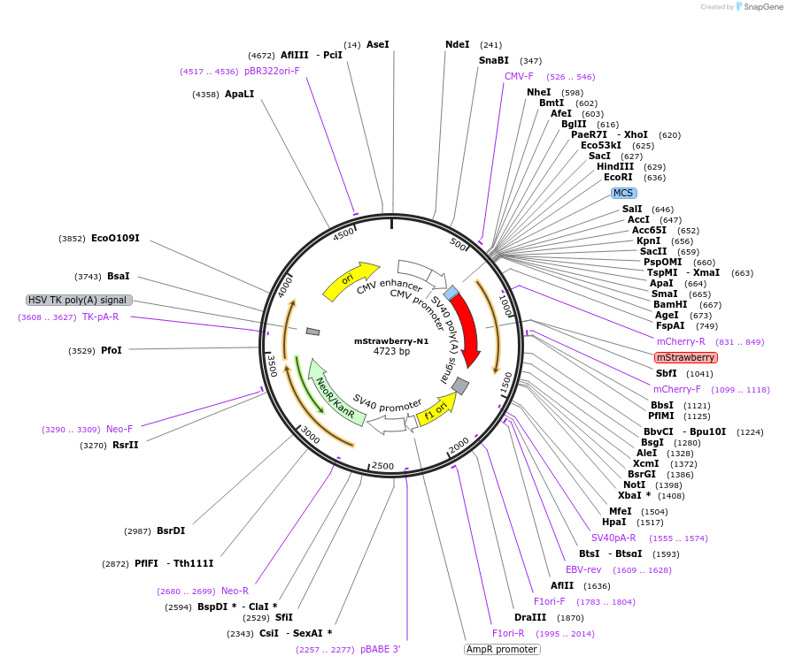 54644-plasmid-map-sequence-id-140116