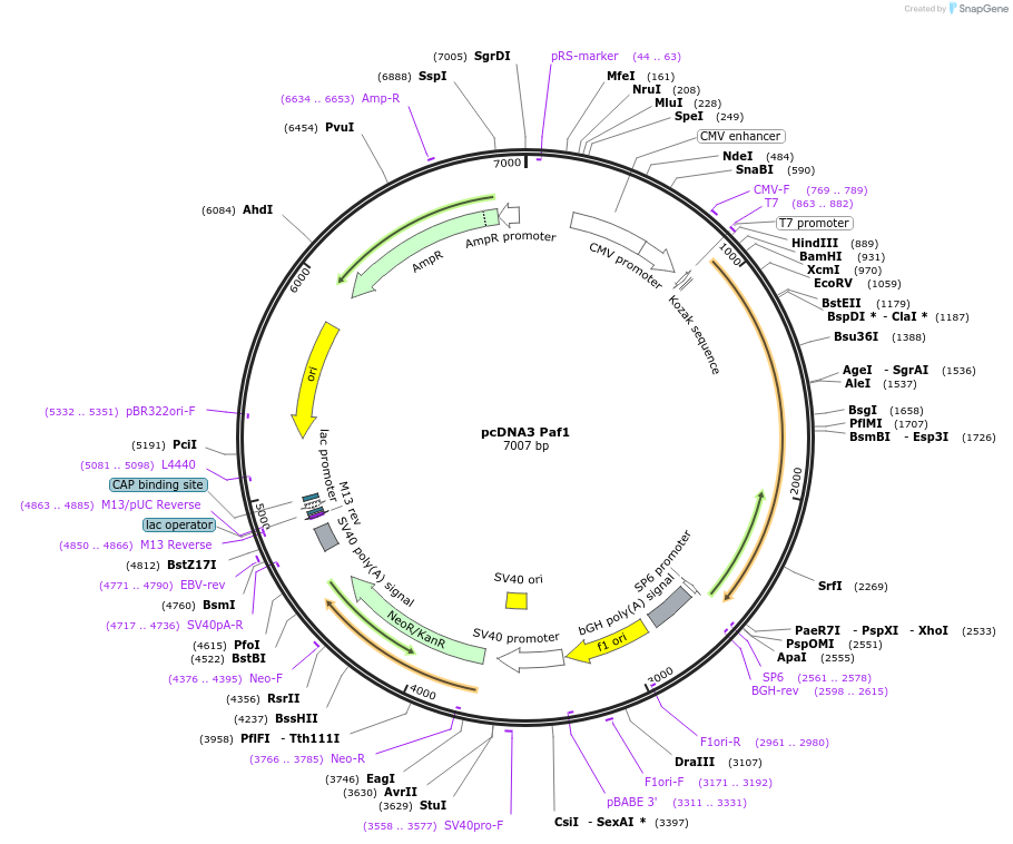 11059-plasmid-map-sequence-id-140117