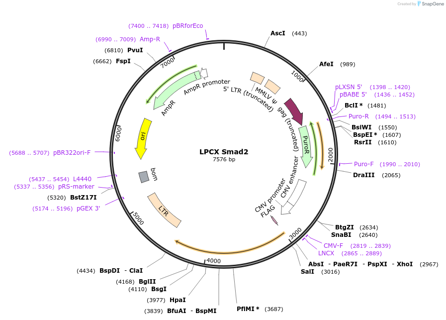 12636-plasmid-map-sequence-id-140119