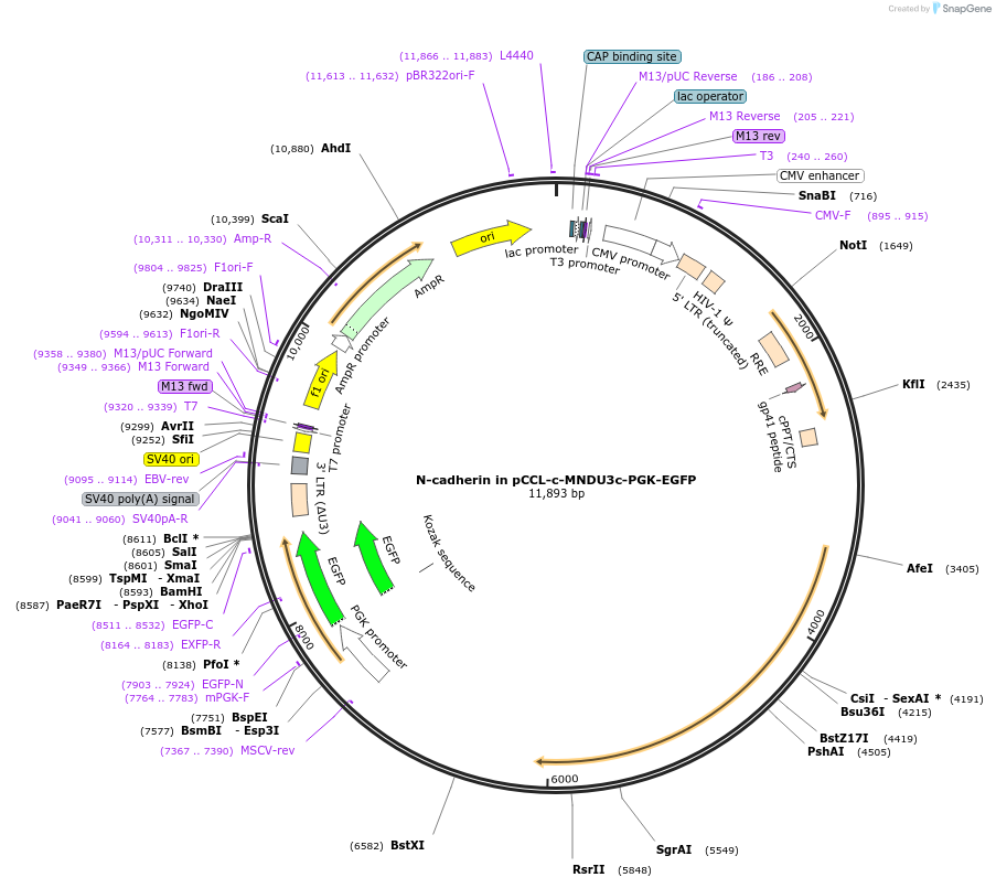 38153-plasmid-map-sequence-id-140122