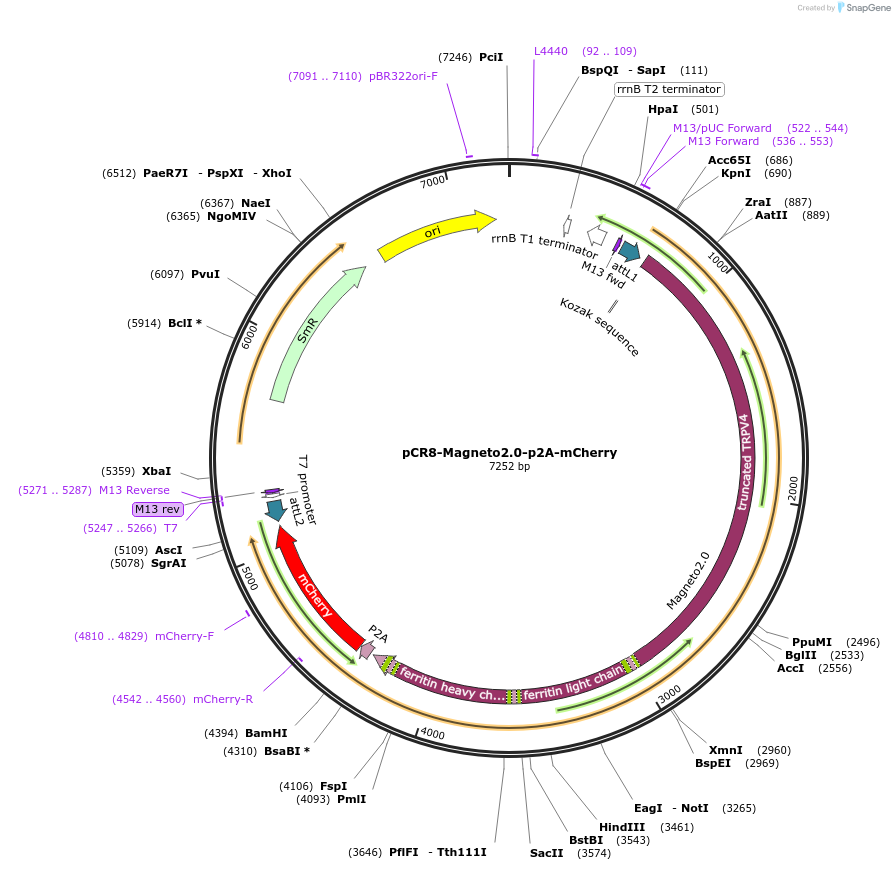 74334-plasmid-map-sequence-id-140129