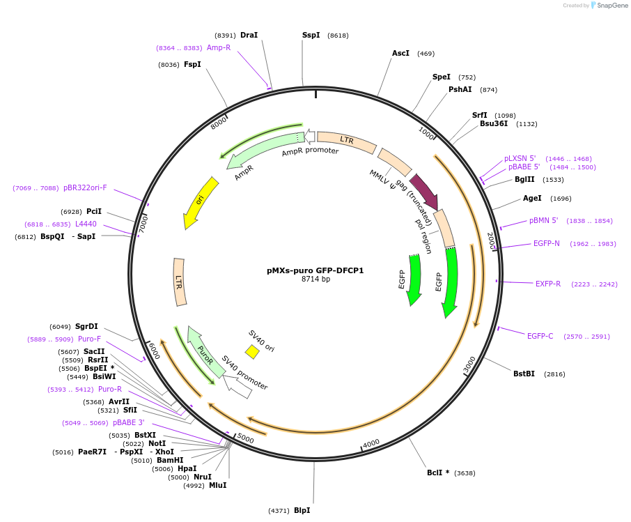 38269-plasmid-map-sequence-id-140131
