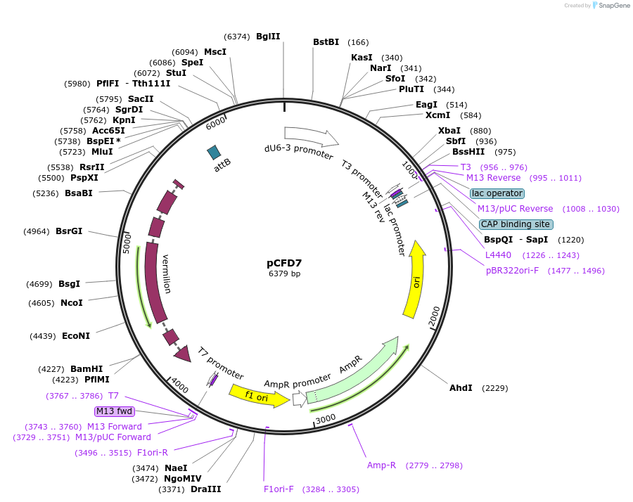 73916-plasmid-map-sequence-id-140164