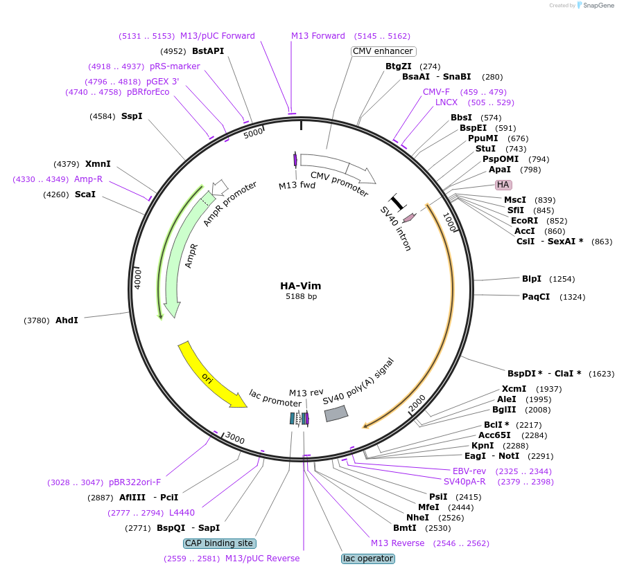46315-plasmid-map-sequence-id-140174