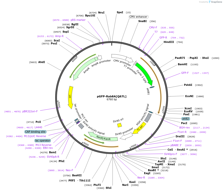 24900-plasmid-map-sequence-id-140185