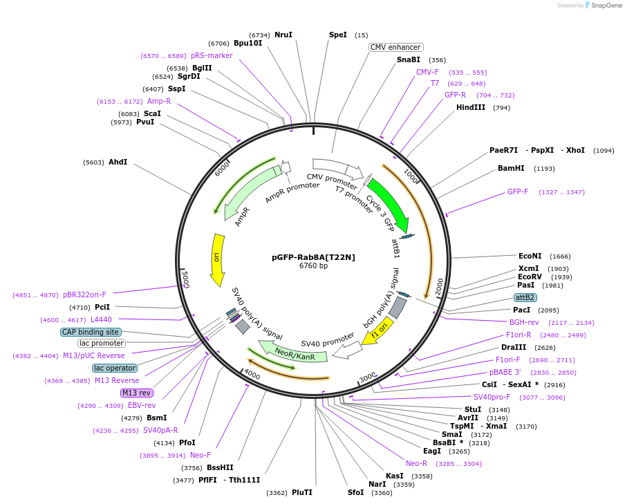 24899-plasmid-map-sequence-id-140187