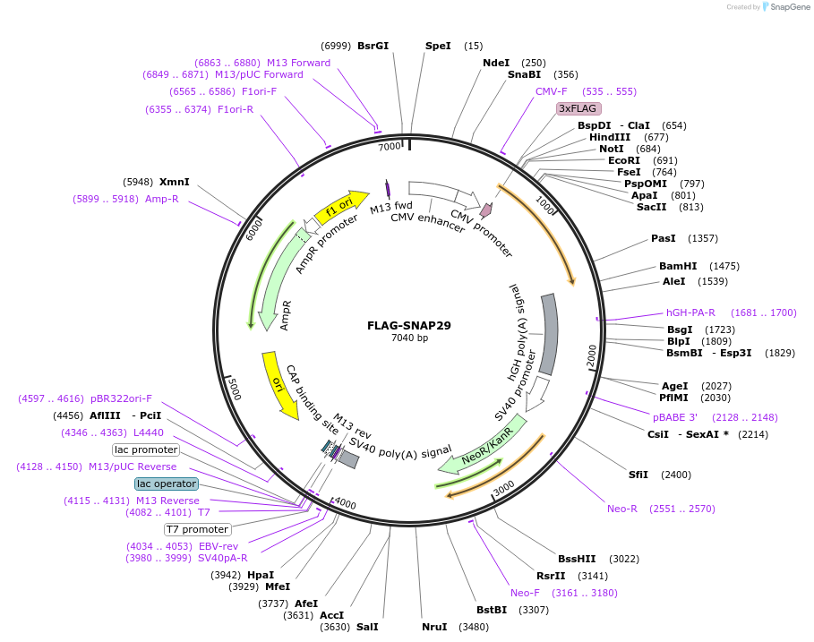 45915-plasmid-map-sequence-id-140194
