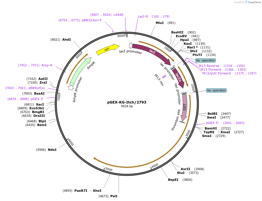 11434-plasmid-map-sequence-id-140198
