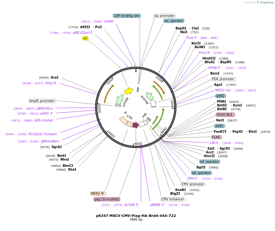 31353-plasmid-map-sequence-id-140215
