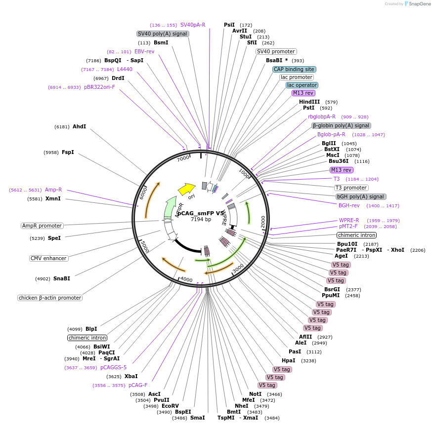 59758-plasmid-map-sequence-id-140246