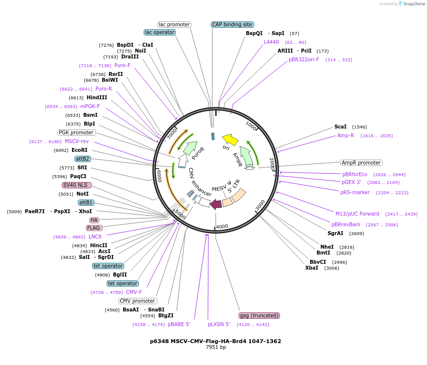 31354-plasmid-map-sequence-id-140248