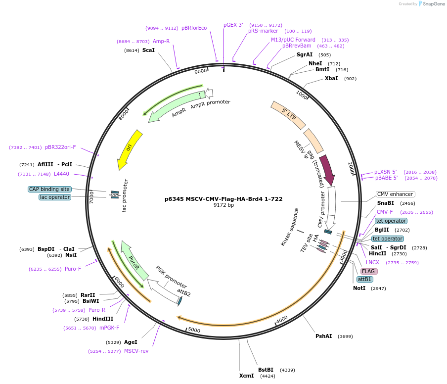 31352-plasmid-map-sequence-id-140253