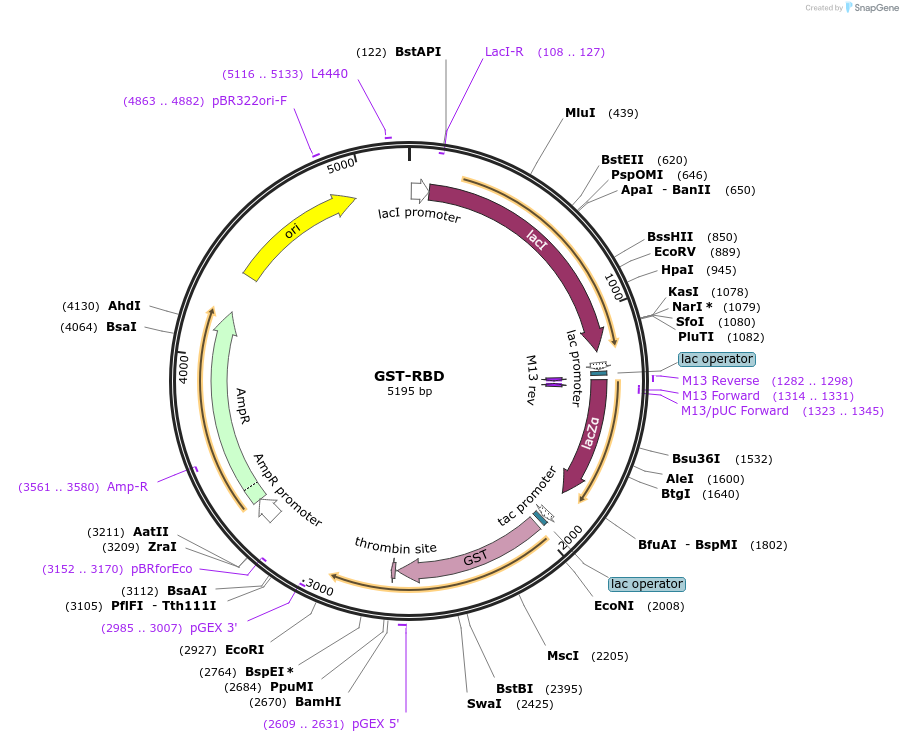 15247-plasmid-map-sequence-id-140256