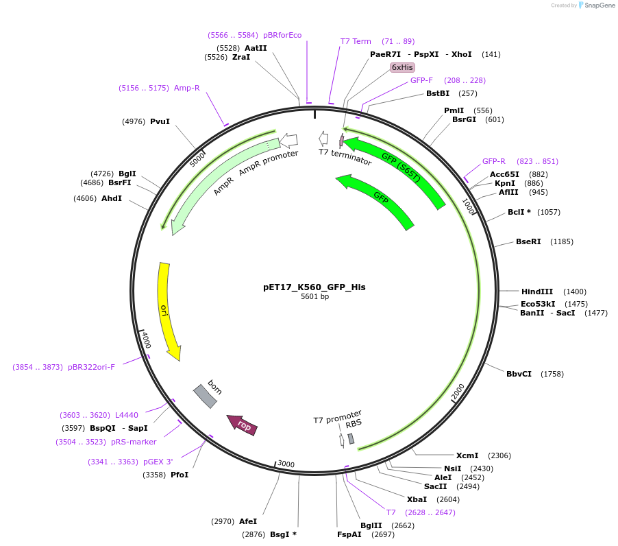 15219-plasmid-map-sequence-id-140258