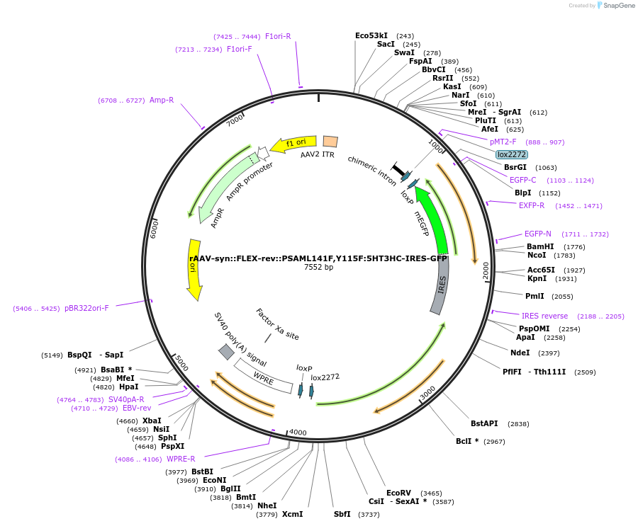 32477-plasmid-map-sequence-id-140259