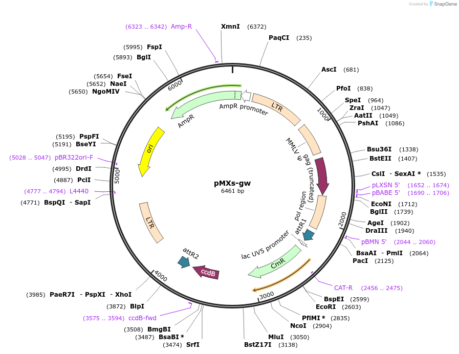 18656-plasmid-map-sequence-id-140260