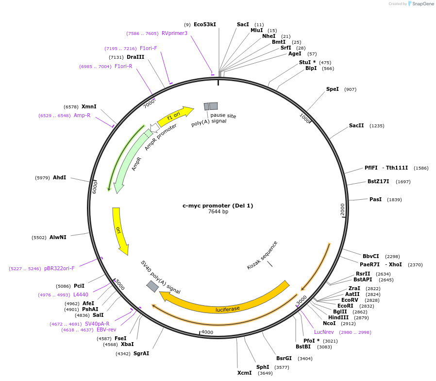 16601-plasmid-map-sequence-id-140263