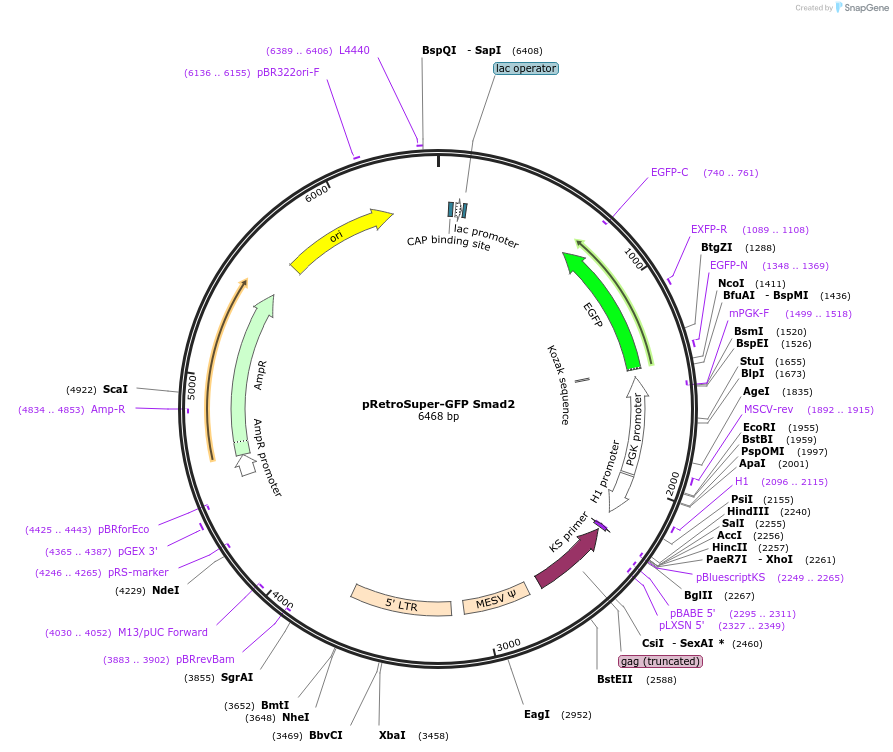 15722-plasmid-map-sequence-id-140265