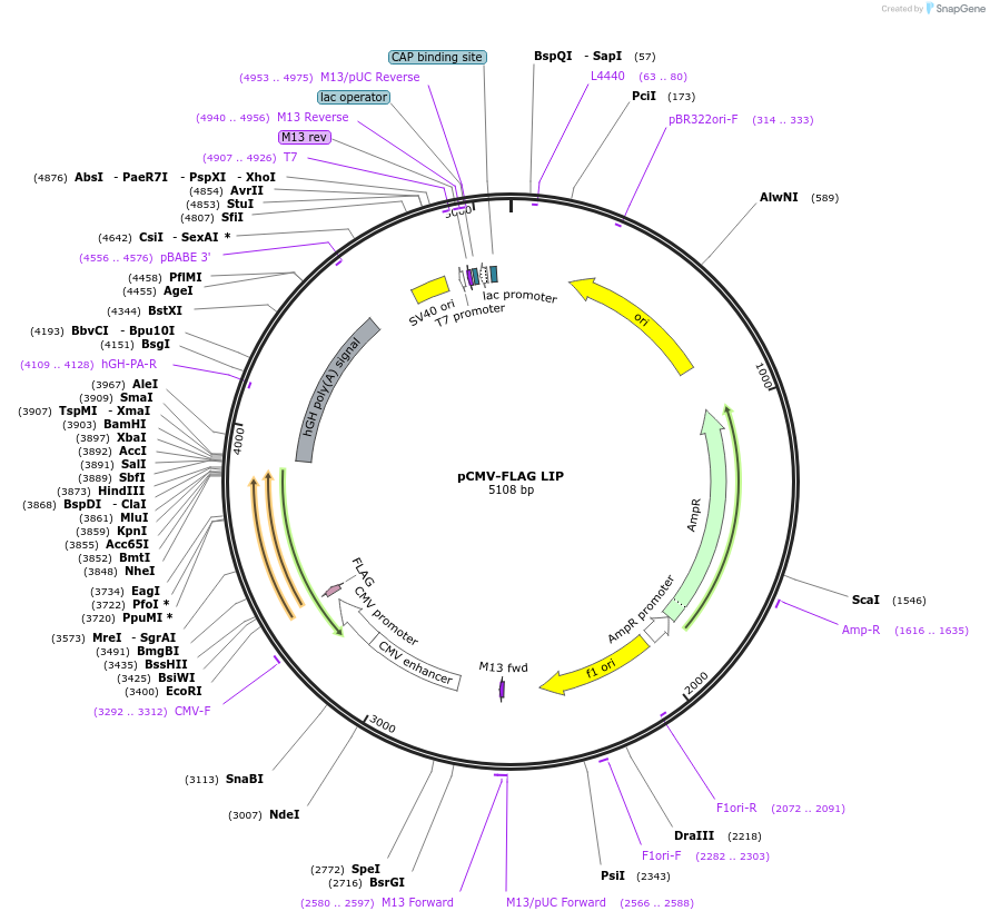 15737-plasmid-map-sequence-id-140267