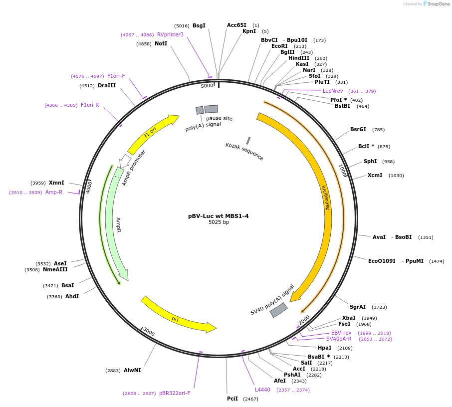 16564-plasmid-map-sequence-id-140269
