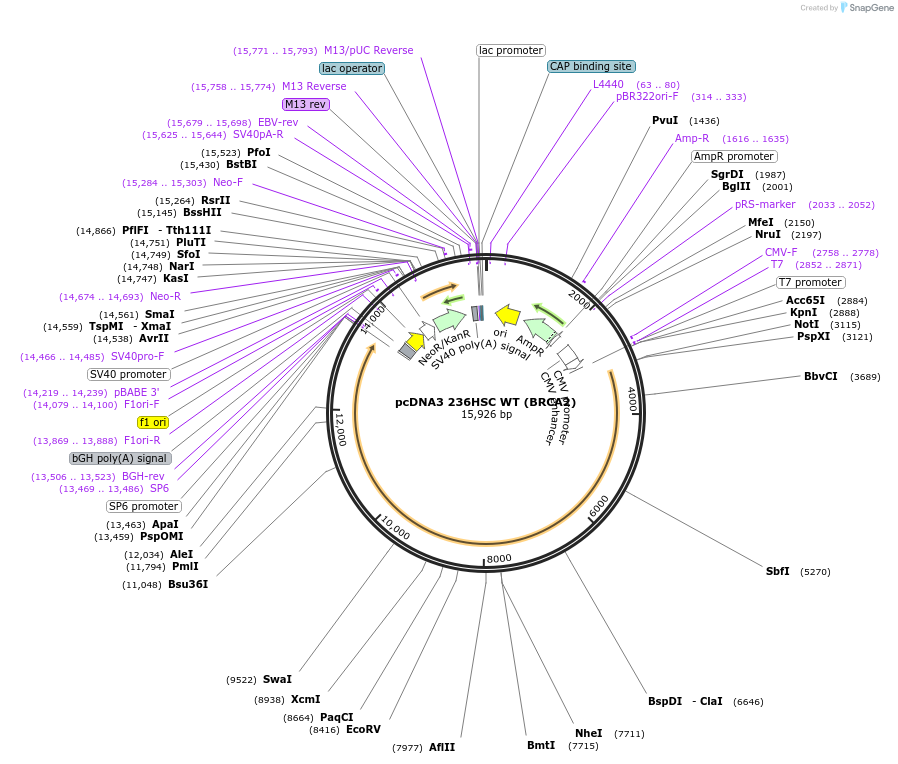 16246-plasmid-map-sequence-id-140280