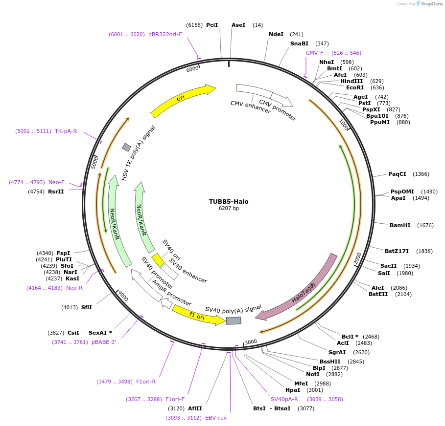 64691-plasmid-map-sequence-id-140285