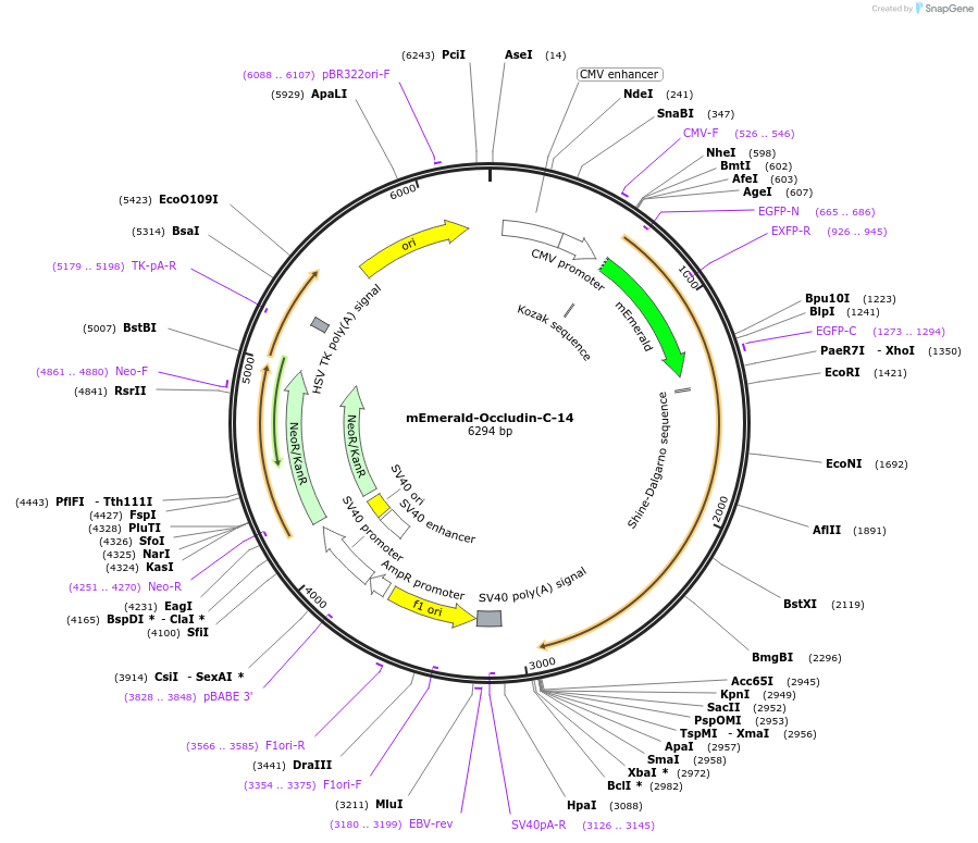 54211-plasmid-map-sequence-id-140287