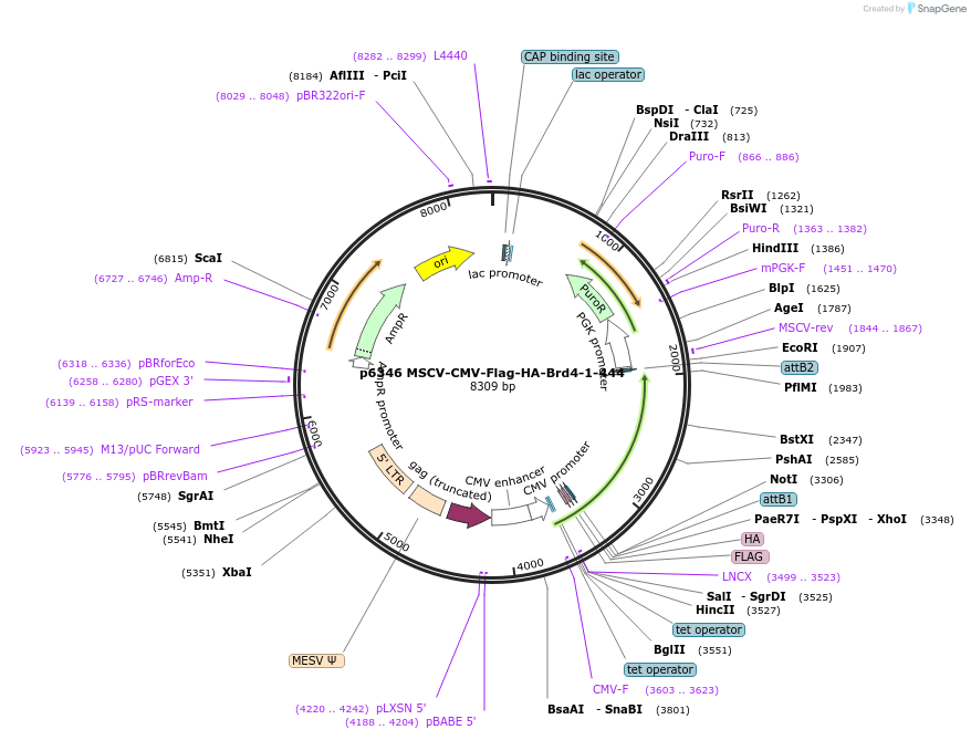 32886-plasmid-map-sequence-id-140288