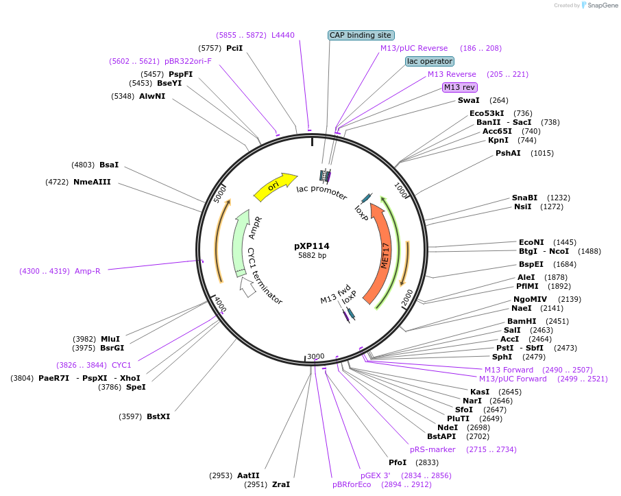 26812-plasmid-map-sequence-id-140301