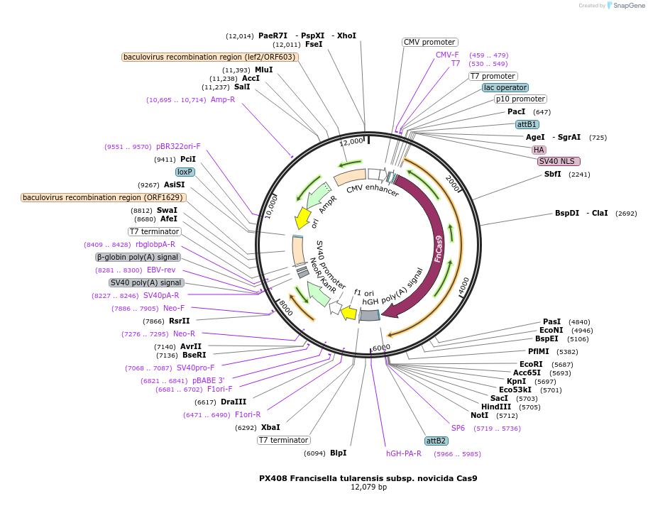 68705-plasmid-map-sequence-id-140302