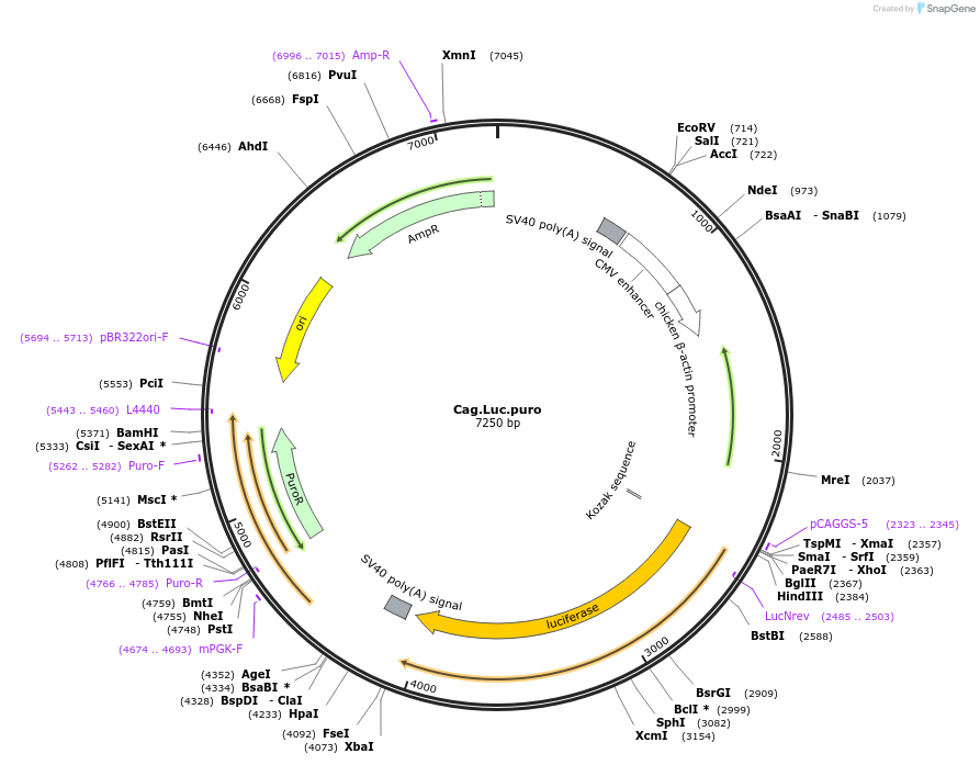 74409-plasmid-map-sequence-id-140319
