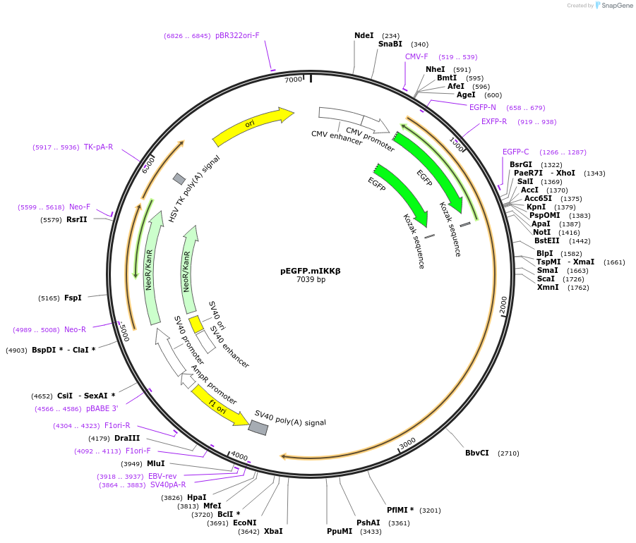 74412-plasmid-map-sequence-id-140320