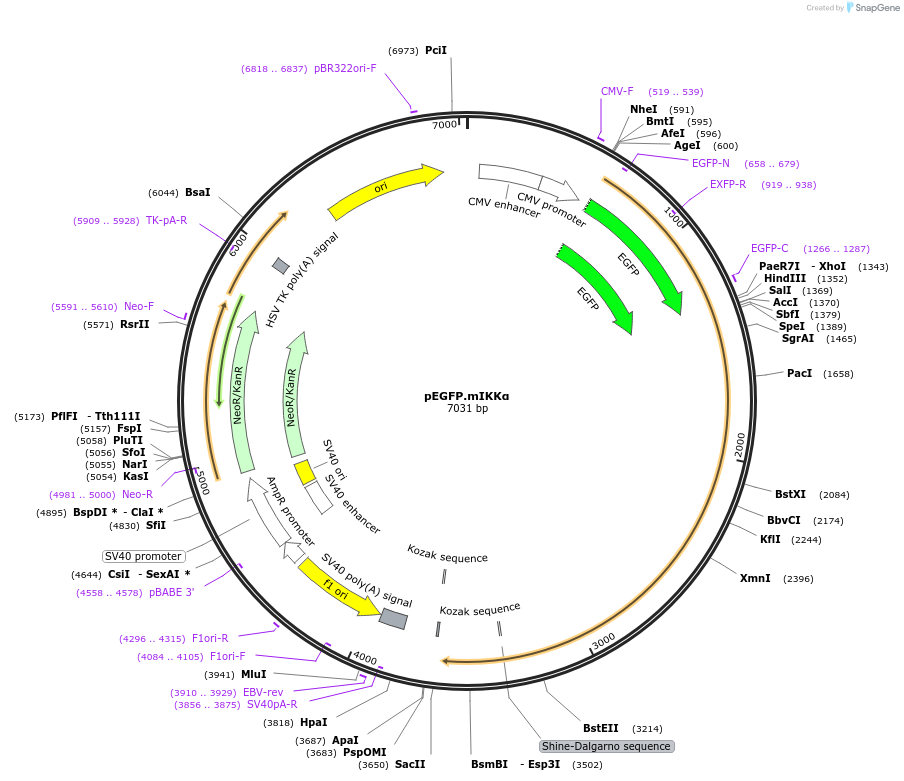 74413-plasmid-map-sequence-id-140321