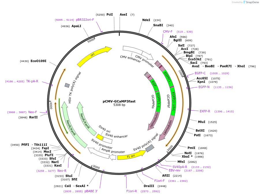 74422-plasmid-map-sequence-id-140355