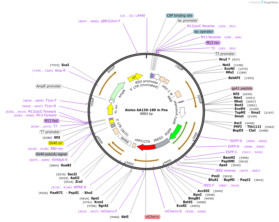 74459-plasmid-map-sequence-id-140419