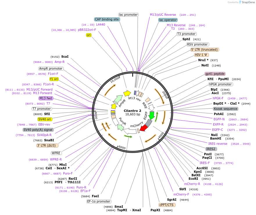 74450-plasmid-map-sequence-id-140420