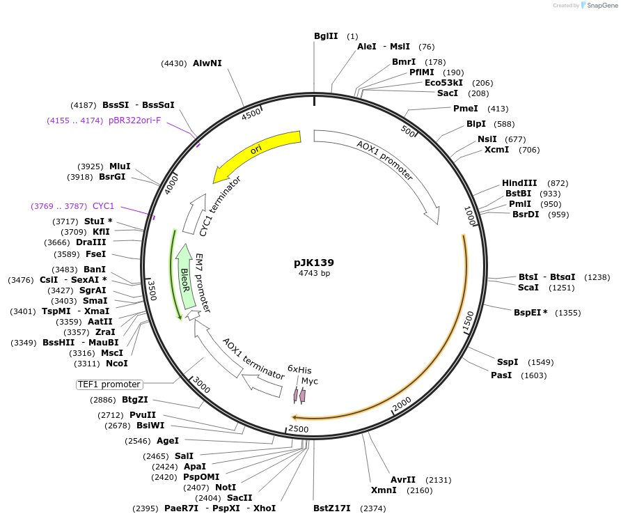 73315-plasmid-map-sequence-id-140431