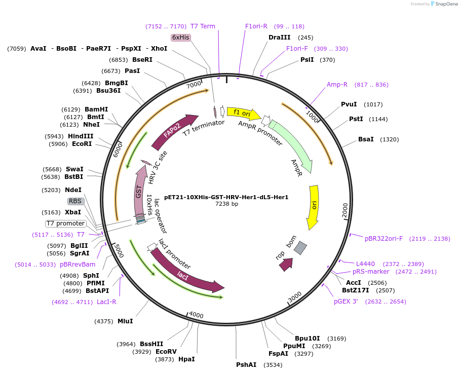 73217-plasmid-map-sequence-id-140443