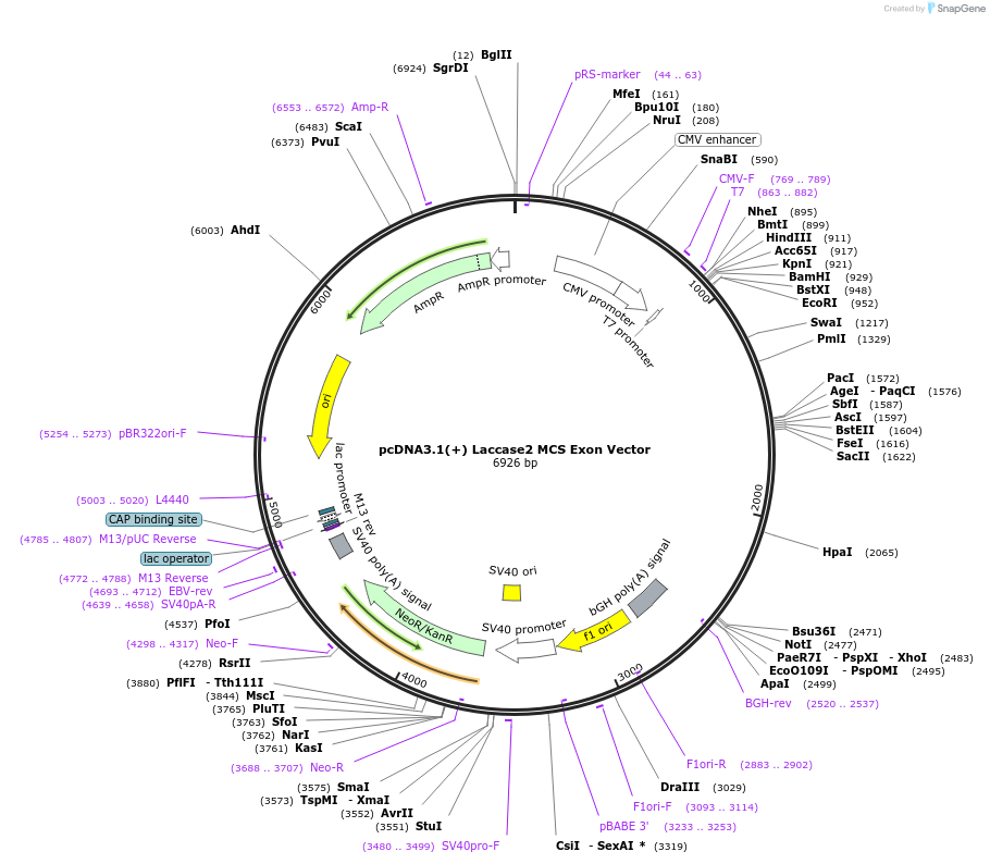 69893-plasmid-map-sequence-id-140445