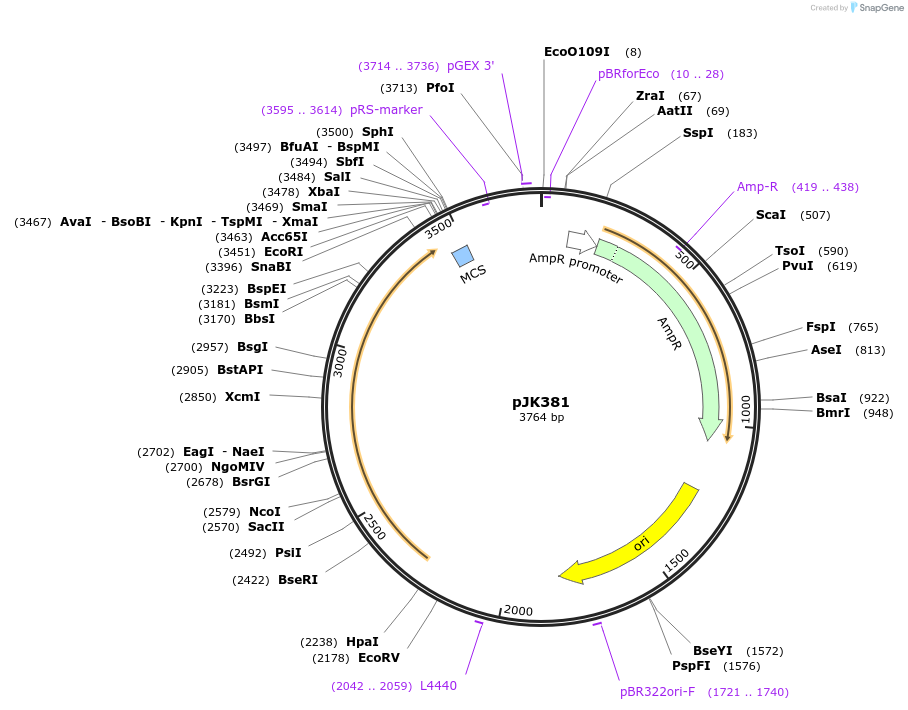 71573-plasmid-map-sequence-id-140454