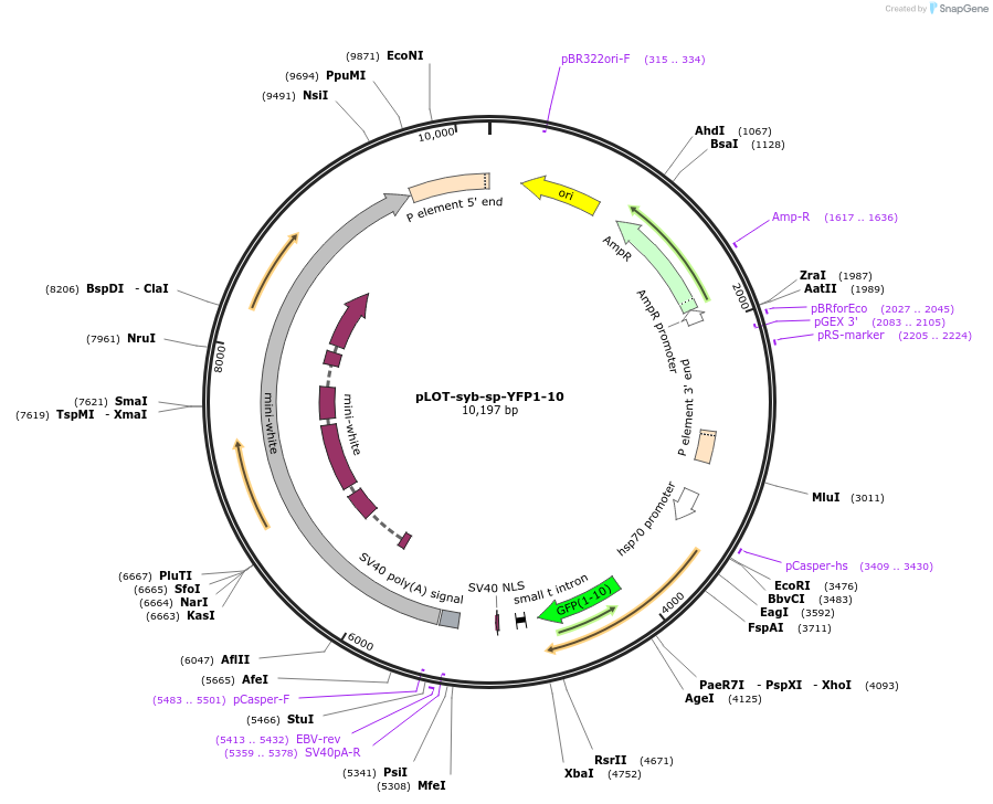 73700-plasmid-map-sequence-id-140468