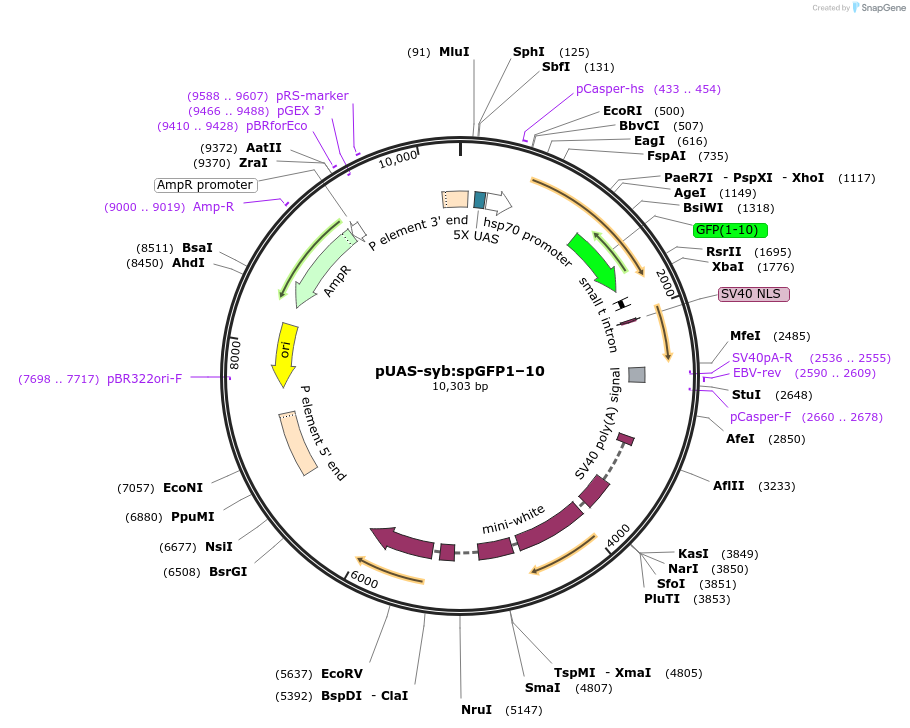 73698-plasmid-map-sequence-id-140469