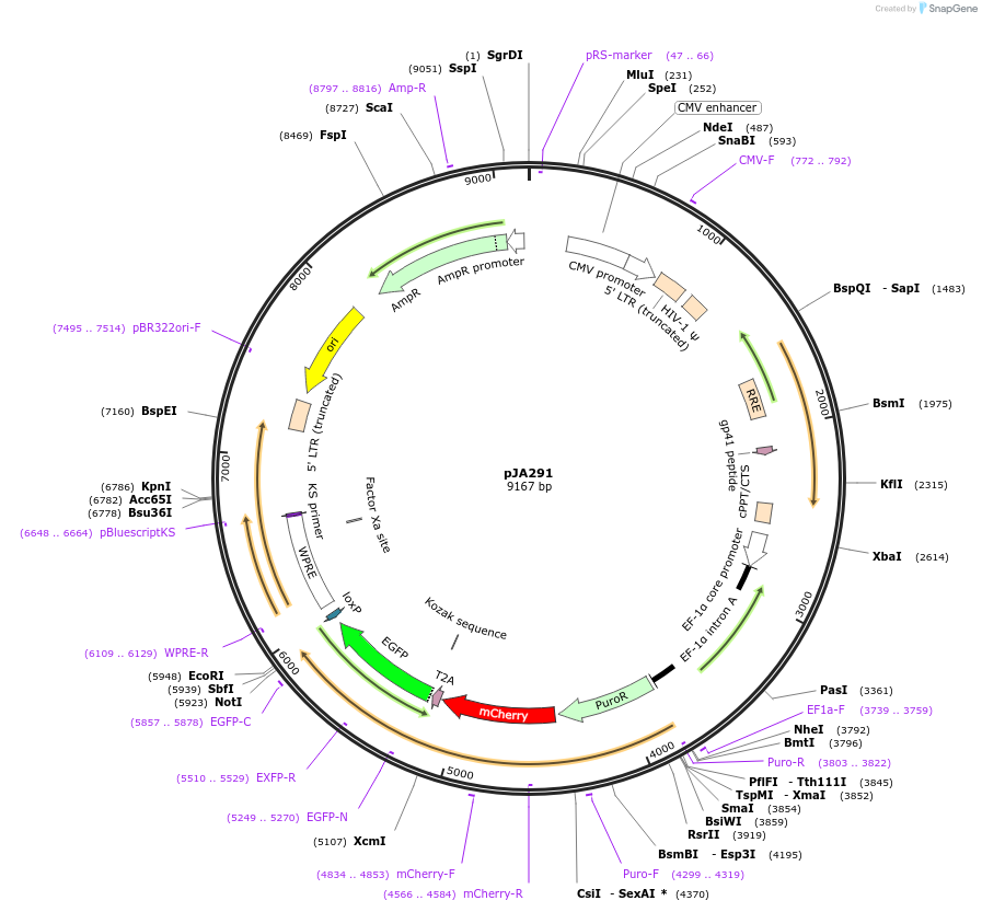 74487-plasmid-map-sequence-id-140489